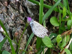 Pseudozizeeria maha okinawana