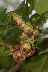 Phylloxera spinosa