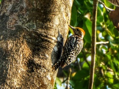 Dendrocoptes auriceps