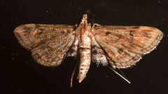 Parapoynx crisonalis