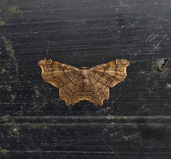 Hastina caeruleolineata