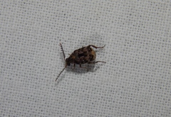 Bruchinae