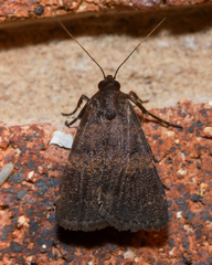 Hydrillodes lentalis