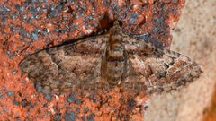 Mnesiloba eupitheciata