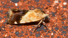 Acontia detrita