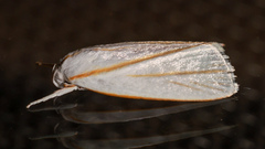 Cryptophasa flavolineata