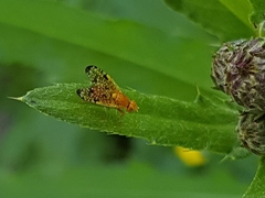 Xyphosia miliaria