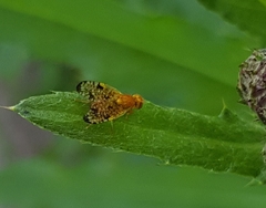 Xyphosia miliaria