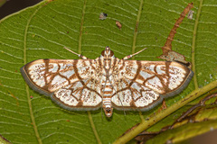Syllepte straminalis