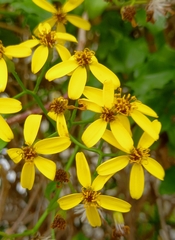 Senecio angulatus
