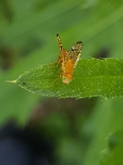 Xyphosia miliaria