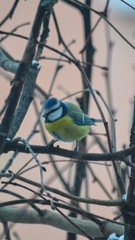 Cyanistes caeruleus