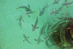 Ellochelon vaigiensis