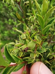 Diospyros glabra