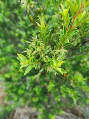 Diospyros glabra