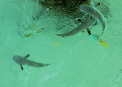 Ellochelon vaigiensis
