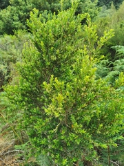 Diospyros glabra