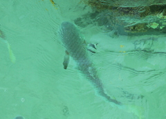 Ellochelon vaigiensis
