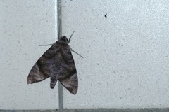 Acosmeryx pseudonaga