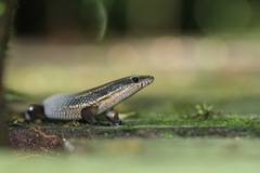 Eutropis rudis
