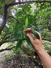 Platylophus trifoliatus