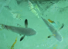 Ellochelon vaigiensis