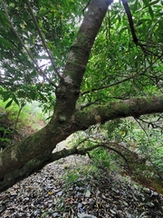 Platylophus trifoliatus