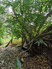 Platylophus trifoliatus