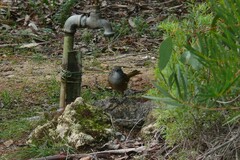 Pachycephala olivacea