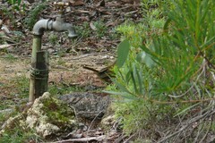 Pachycephala olivacea