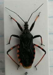 Rhynocoris annulatus