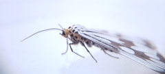 Nyctemera adversata
