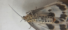 Nyctemera adversata