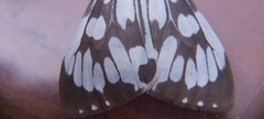Nyctemera adversata