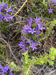 Merciera azurea