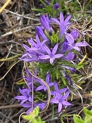 Merciera azurea
