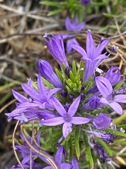 Merciera azurea