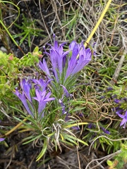 Merciera azurea