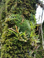 Polystachya ottoniana