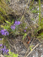 Merciera azurea
