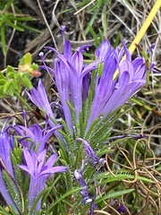 Merciera azurea