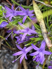 Merciera azurea