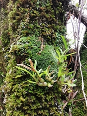 Polystachya ottoniana