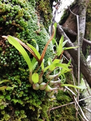 Polystachya ottoniana