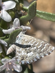 Theclinesthes serpentata