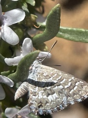 Theclinesthes serpentata