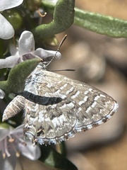 Theclinesthes serpentata