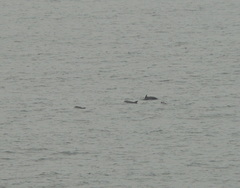 Tursiops truncatus ponticus