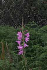 Watsonia borbonica