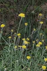 Helichrysum odoratissimum